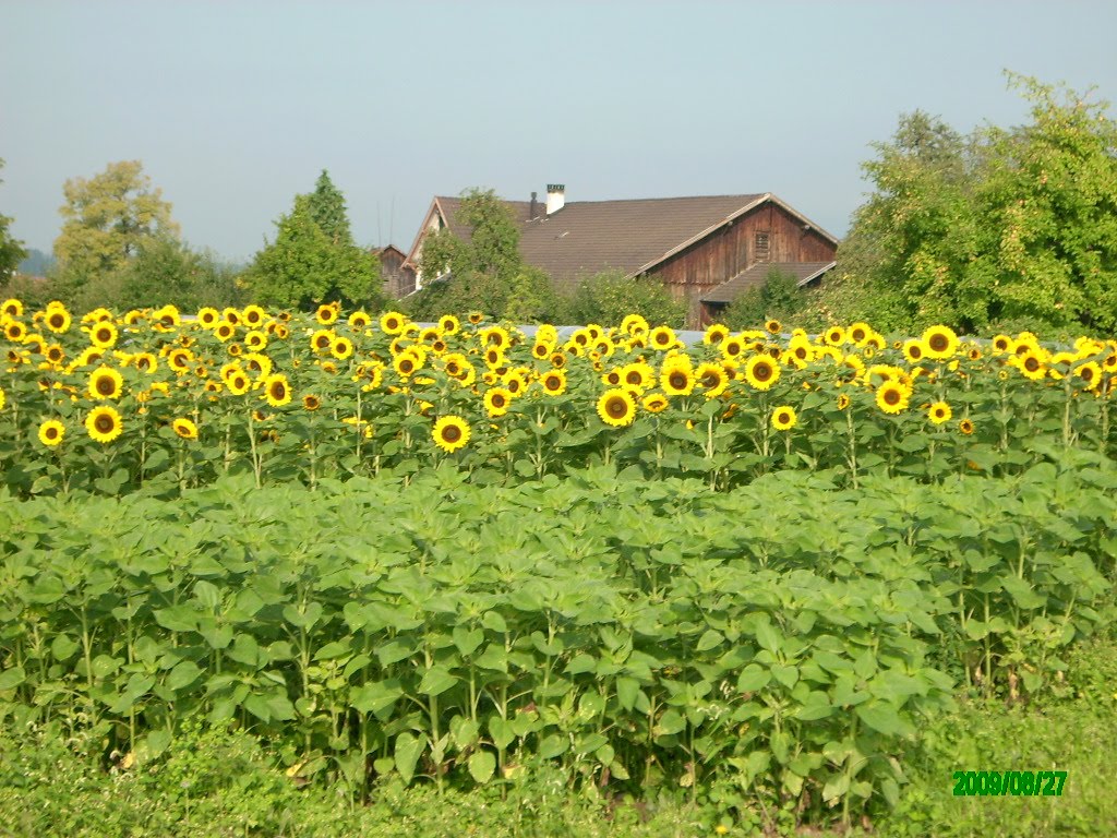[IMG_3713.JPG]