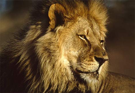 African Animals - African Lions African Animals - African Lions