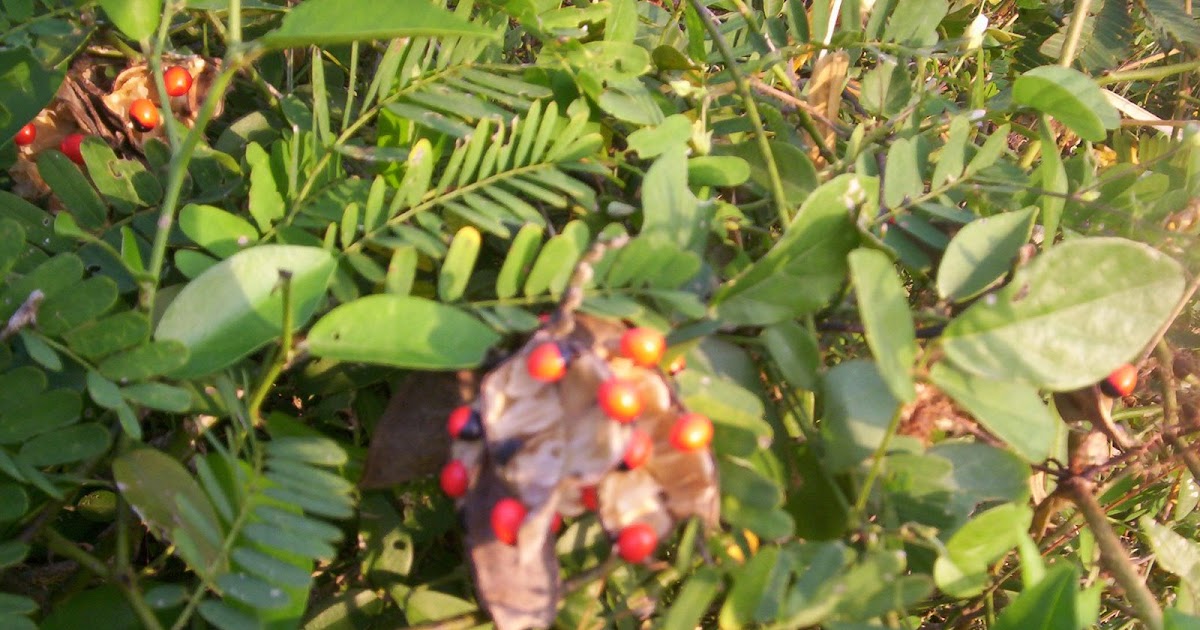 Nature Cure INDIAN LIQUORICE/Abrus precatorius