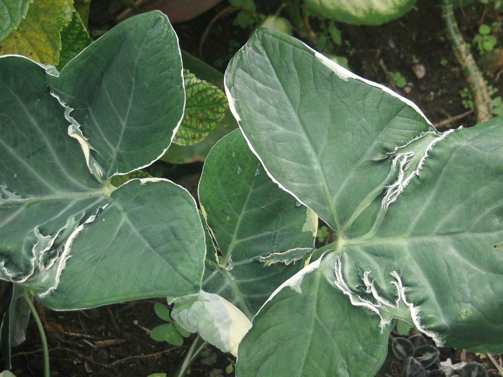 Bunga Keladi