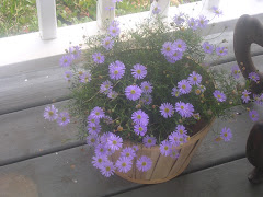 A beautiful Blue  flower