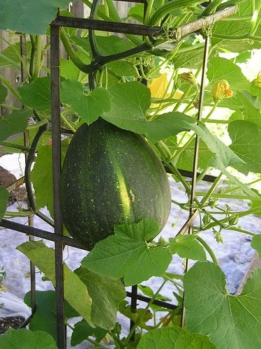 GARDENING ON THE GULF COAST: VERTICAL GROWING