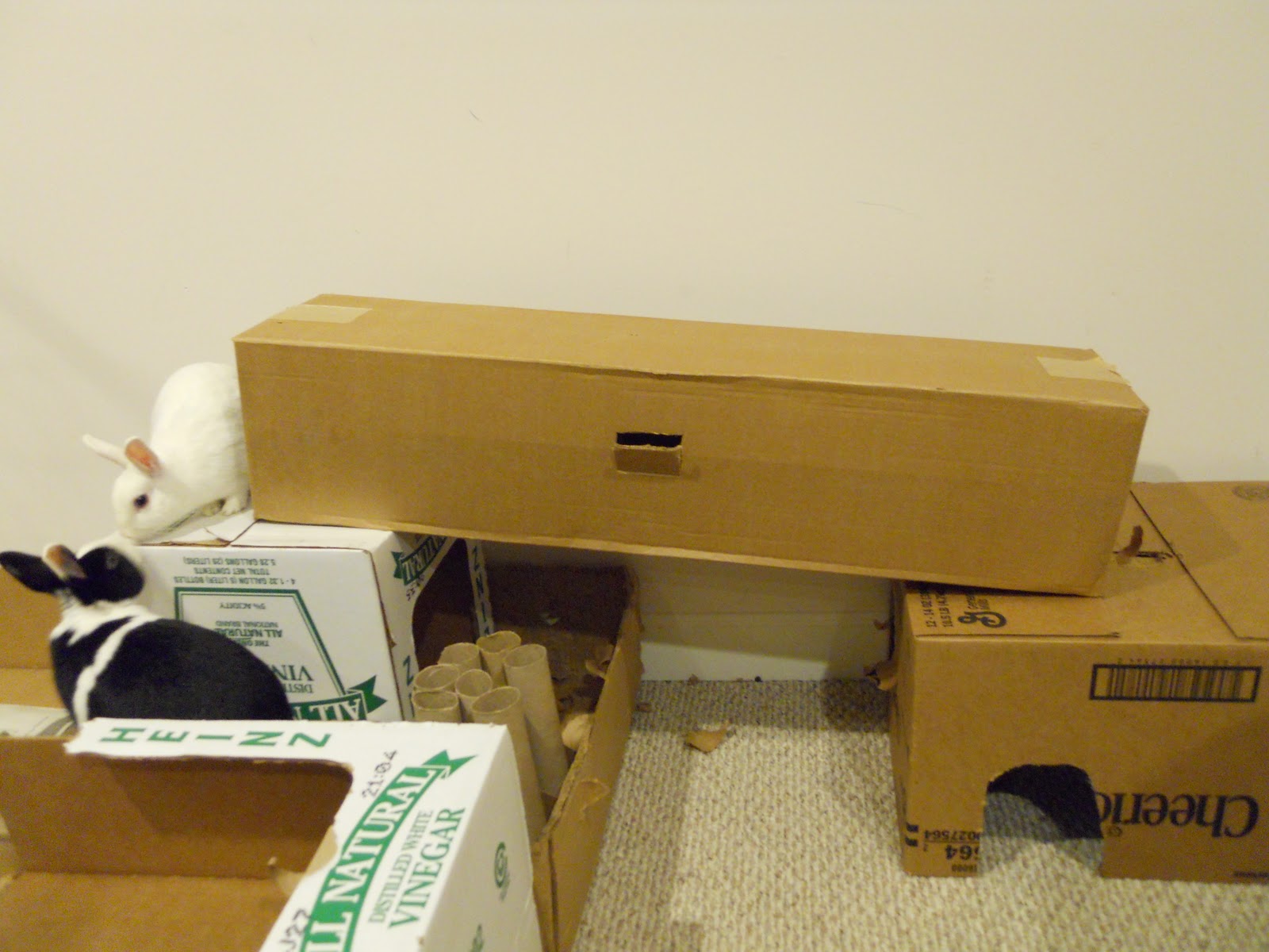 Rabbit Ramblings Bunny care The Cardboard Jungle