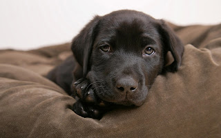 High Definition Photo And Wallpapers: pictures of animals,free high