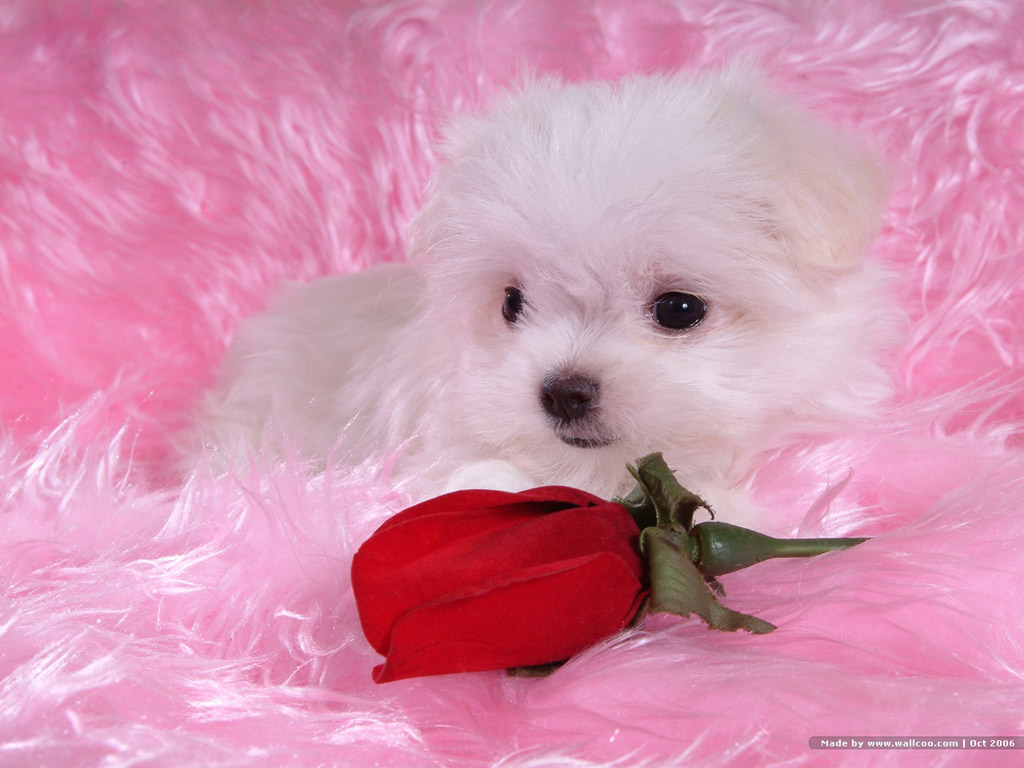 http://1.bp.blogspot.com/_EAViqbzwc_s/TKGT_rGuruI/AAAAAAAABXo/NhJtnQZwdSI/s1600/dog%20(3).jpg