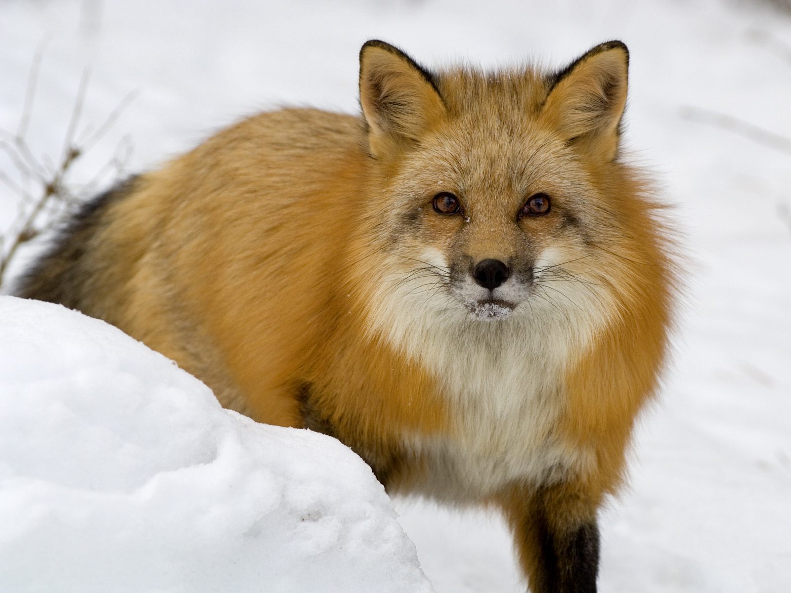 High Definition Photo And Wallpapers: amazing animals wallpapers