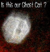 [ghostcat.jpg]