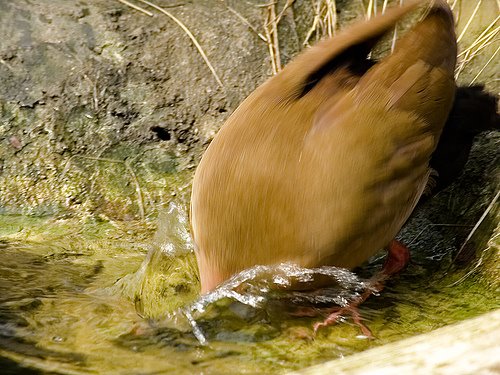 [oiseaux_02]