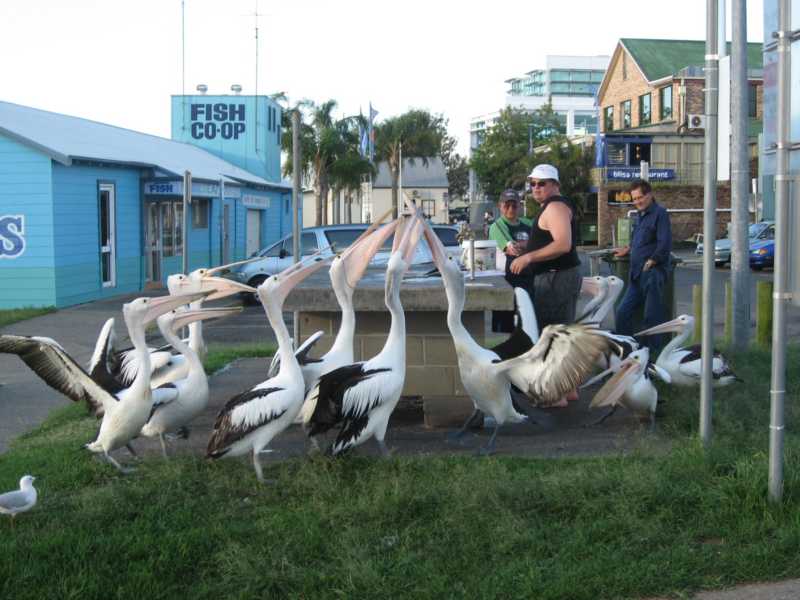 [macquarie+pelicans.jpg]