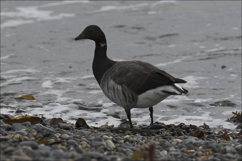 Mother Goose Grimm/Mike Peters Website