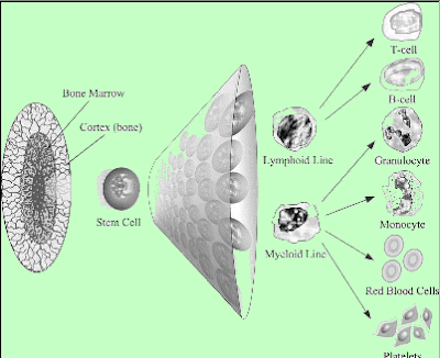 Asthmanex+medication