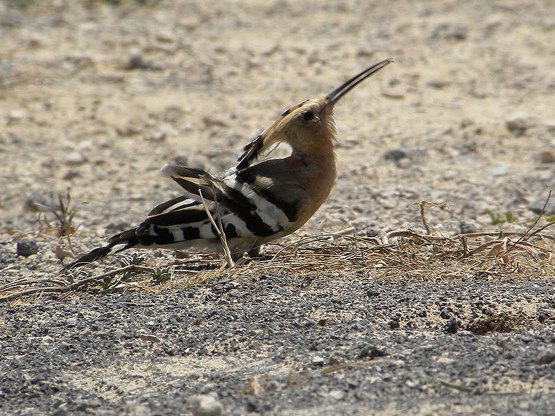 how to you pronounce hoopoe how to you pronounce hoopoe