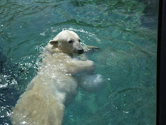 Polar Bear from the MD Zoo