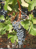 Zinfandel Grapes