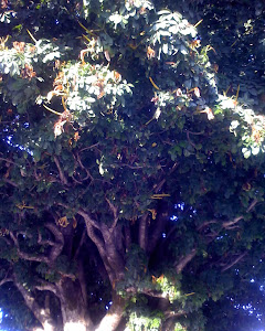 Popularmente conhecida como castanha...