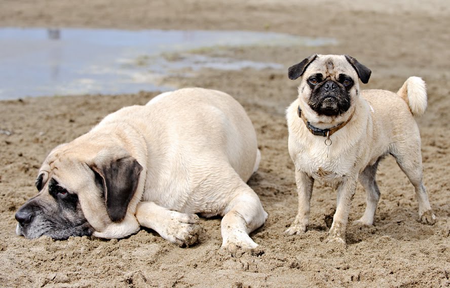 The Daily Puglet 185 lb PUG