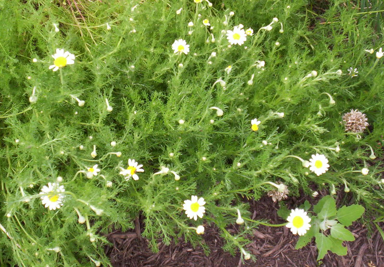 The Essential Herbal Blog You mean <em>those</em> dandelions?