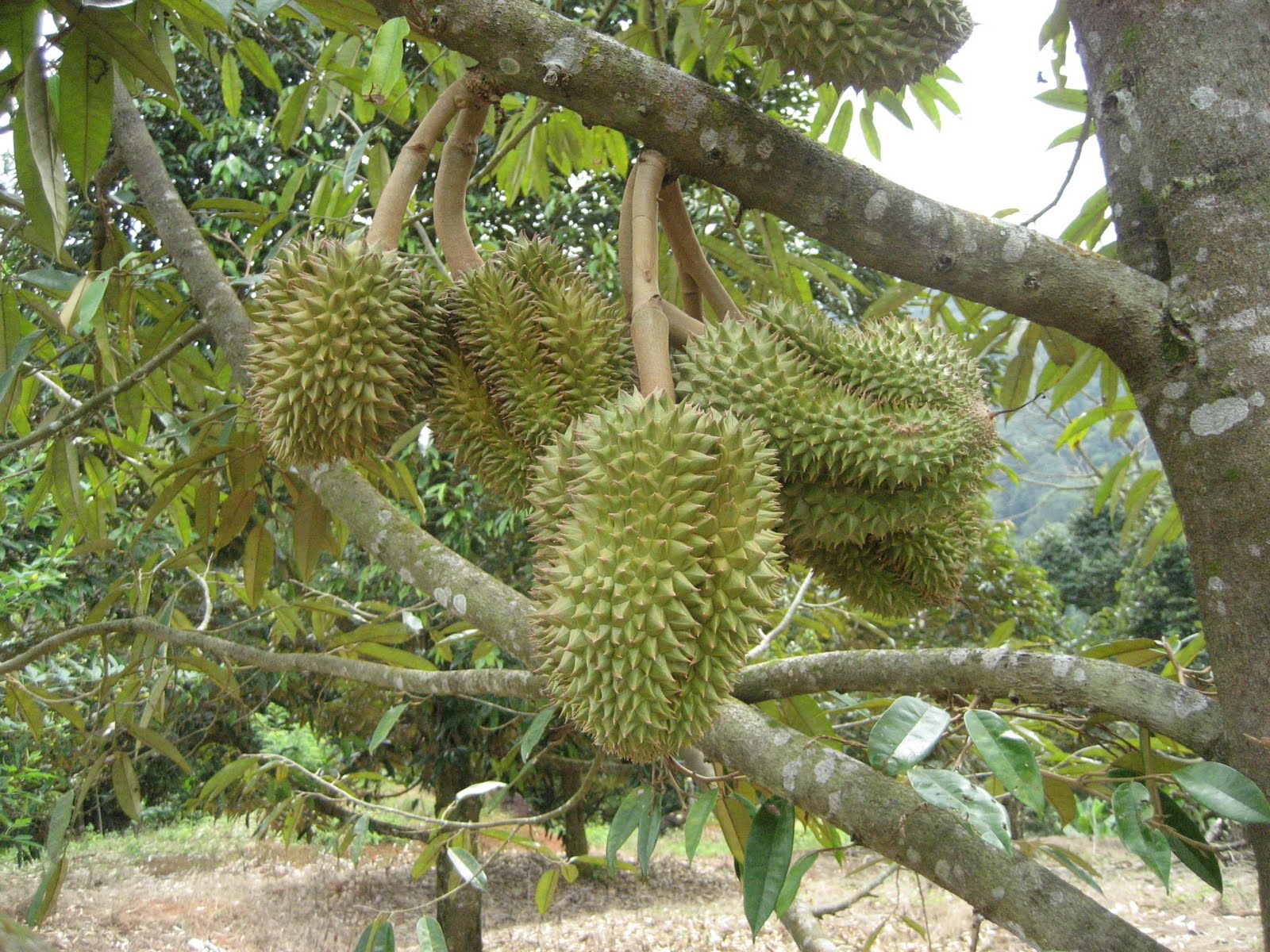 Anim Agriculture Technology Durian Clones in Malaysia Anim Agriculture Technology Durian Clones in Malaysia
