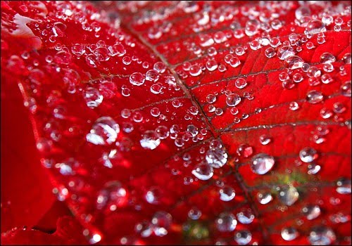 [red+leaf+pearls.jpg]
