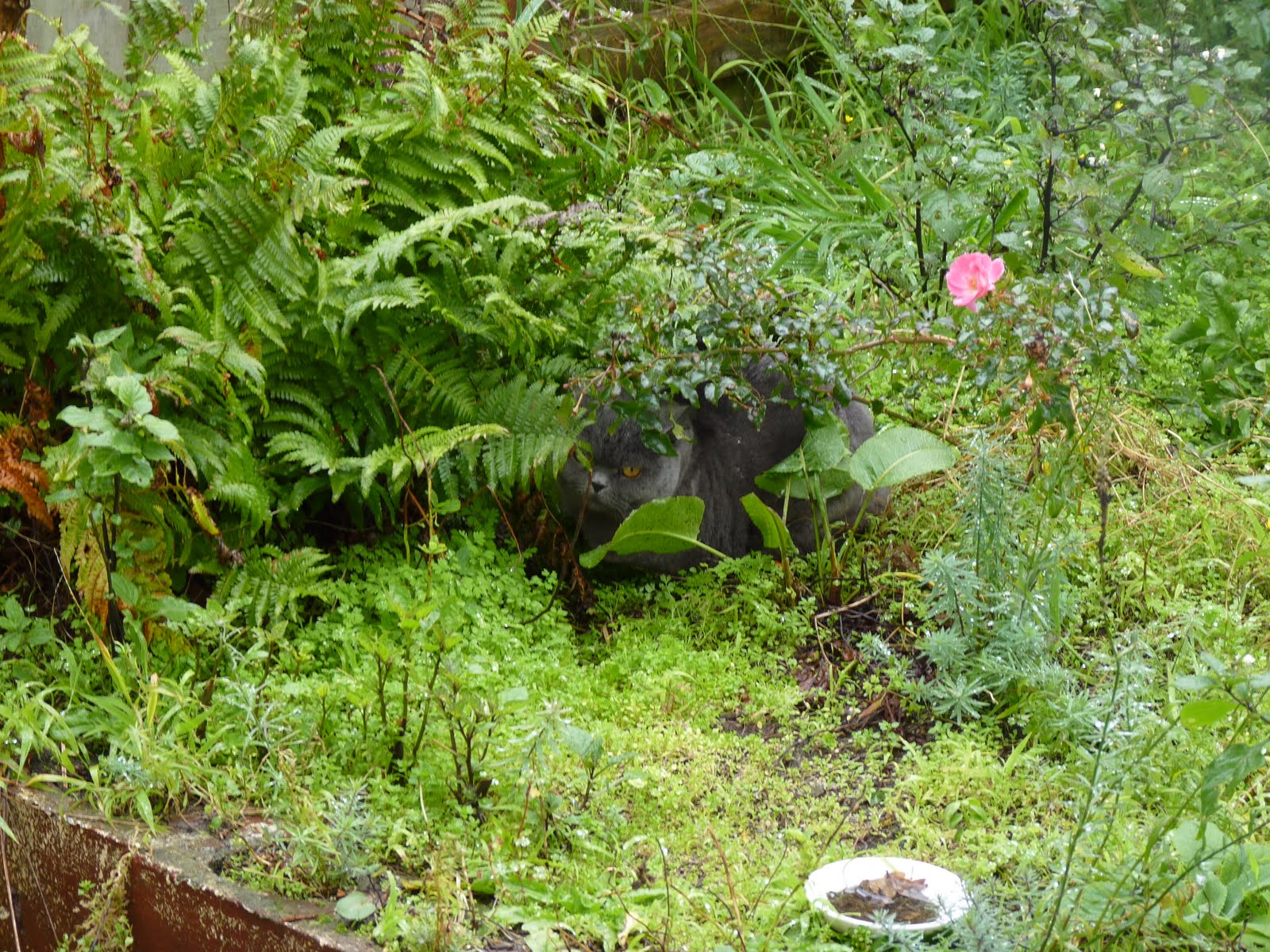 Weed Jungle