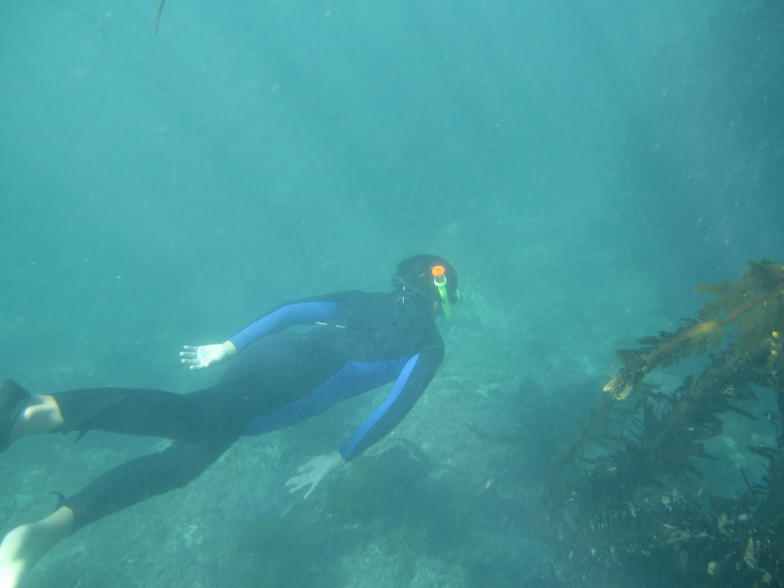 Happy Trails Snorkeling at Laguna Beach