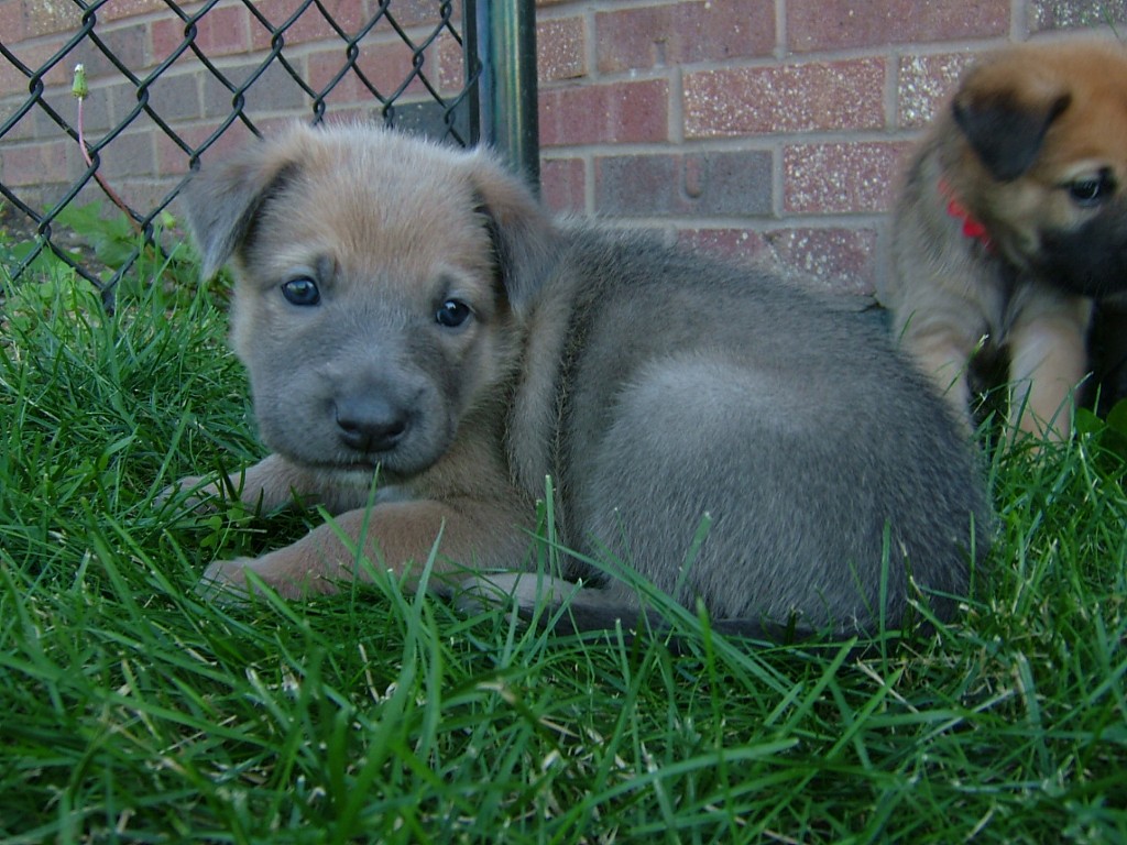 [4+weeks+old24.JPG]