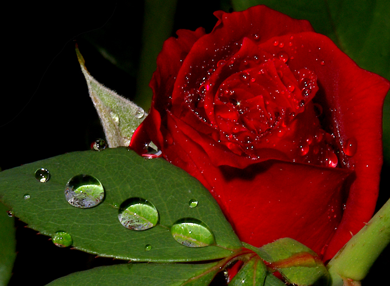 Red roses are the most popular