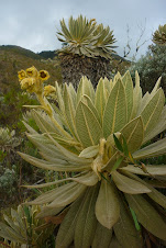 FRAILEJON