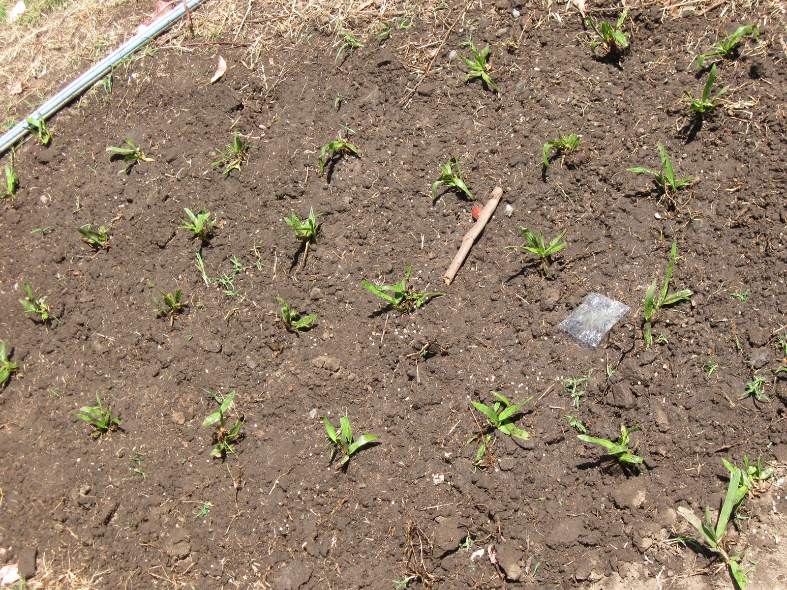 Jardines EEMN2: Practico Césped