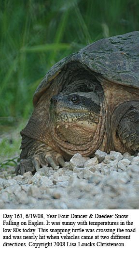 [IMG_5653-day163-snappingturtle.jpg]