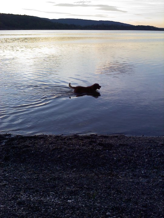 An Evening Dip