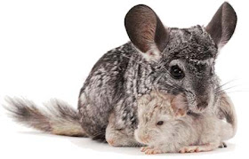 wow chinchilla