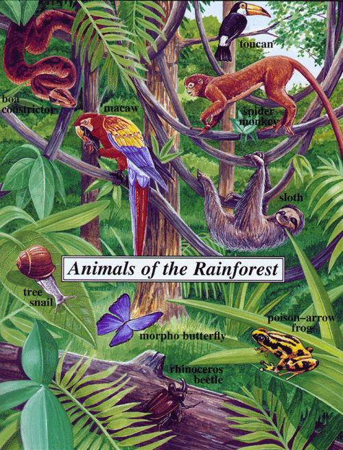 animals in rainforest. Animals In The Rainforest.