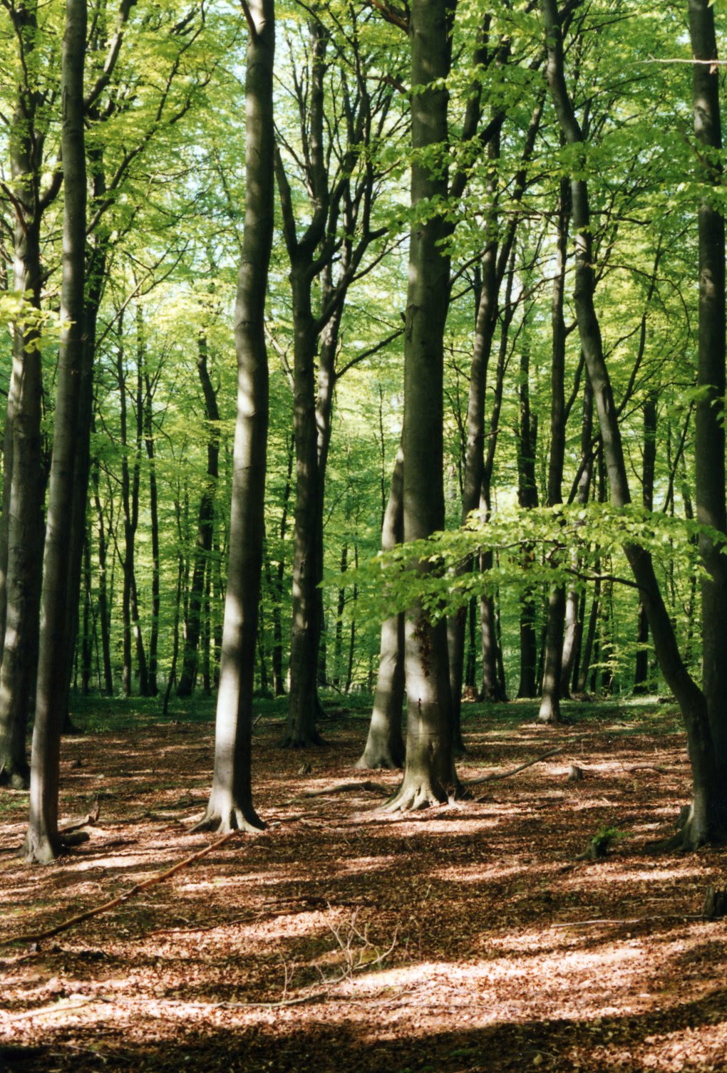 [PrimaveraLago4.jpg]