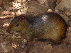 A cotia da caatinga