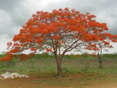 A beleza das flores no sertão