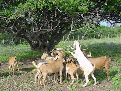 Caprinos consumindo folhas do imbuzeiro