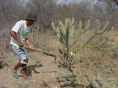 O corte de xiquexique na caatinga