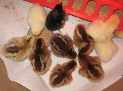 Baby Chick Breeds Chart
