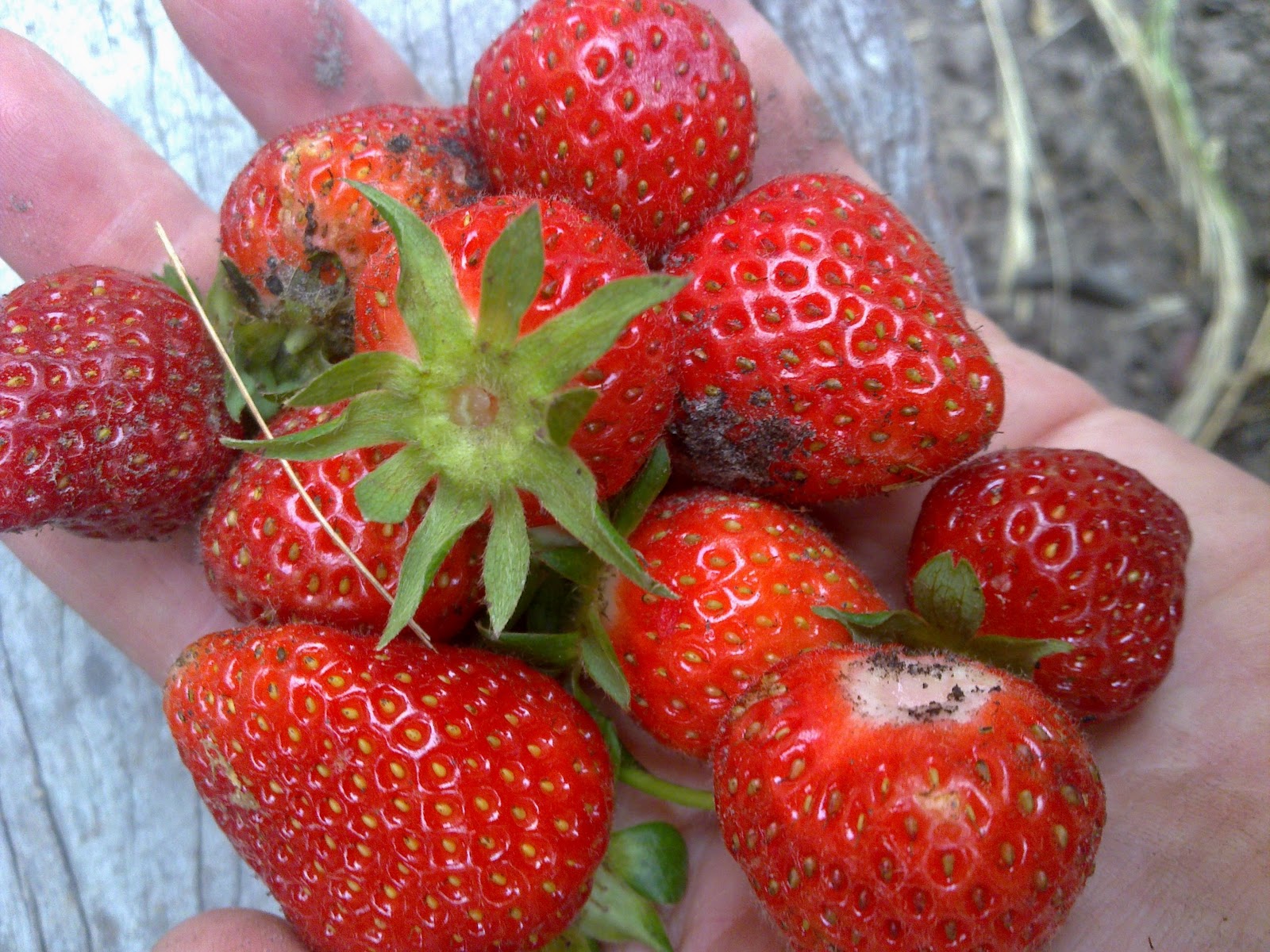 a sculptured life dirty strawberries