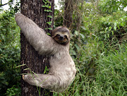 No sloth. Lucky us. sloth at cahuita by pauline 