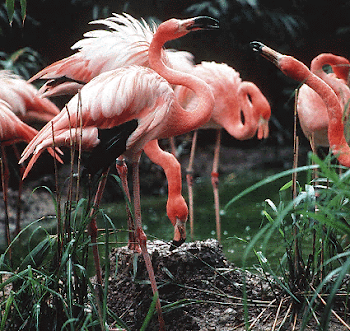Burung Flaminggo