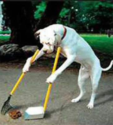 funny dog poop pictures