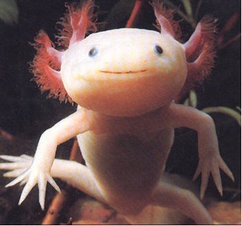 [axolotl.jpg]
