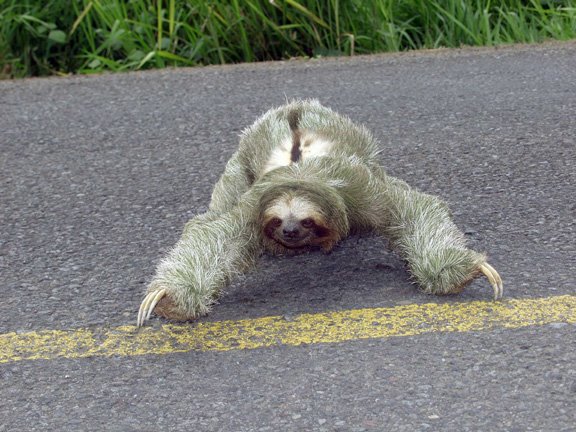 [sloth4.jpg]