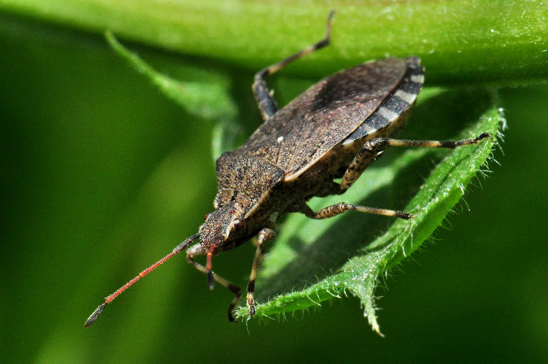 Nikon D90 + Micro Nikkor 105 VR a 105 (157) mm • ISO 1250 • 1/250 • f/32