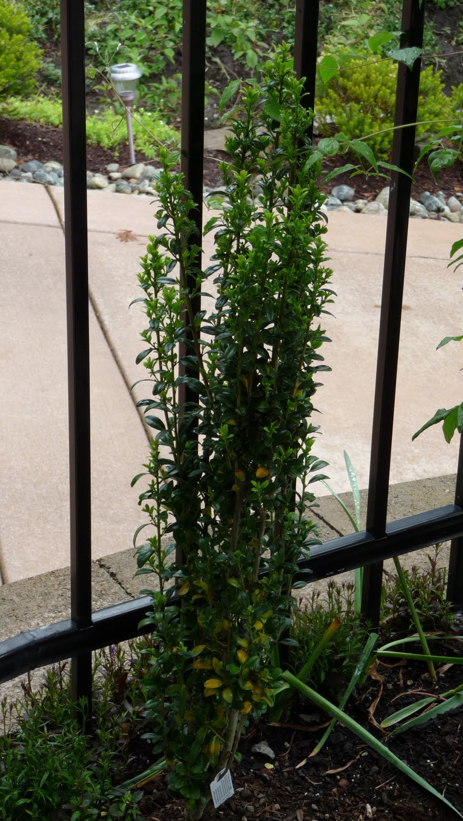 Sky Pencil Holly Zone 5b Hardy