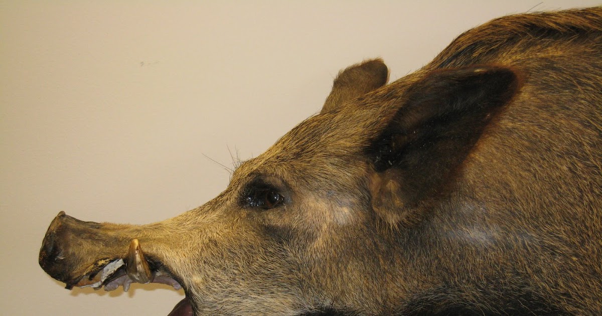 from the Tennessee Plateau Wild Pigs