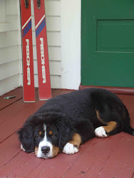 Dreaming of playtime at The Proper Pooch