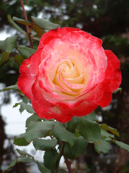 [450px-Newport_Beach_rose.JPG]